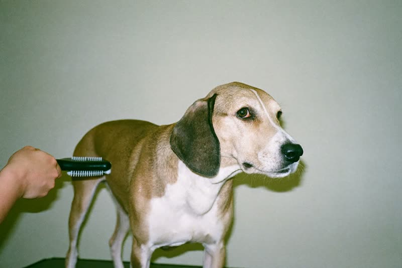 A dog being brushed on a grooming table