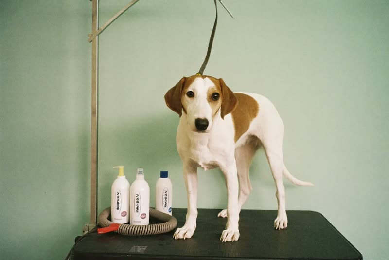 A dog waiting on the grooming table beside grooming equipment