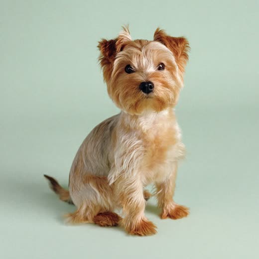 A freshly groomed small terrier sitting calmly