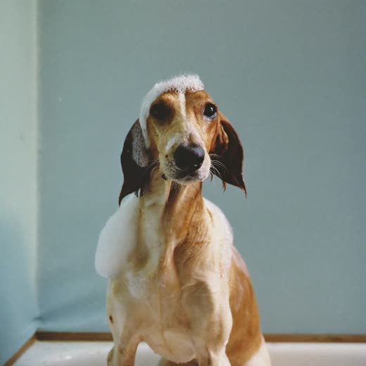 A spaniel being bathed, soap suds on its coat