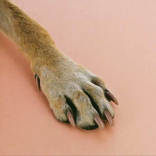 A dog's neatly trimmed front paw