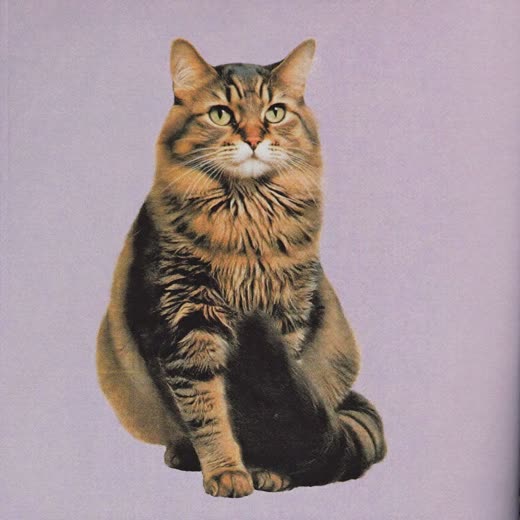 A long-haired cat with a smoothly brushed coat